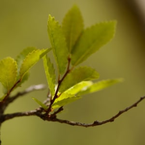 Nicolas Pittman, Untitled, 2013