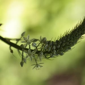 Nicolas Pittman, Untitled, 2013