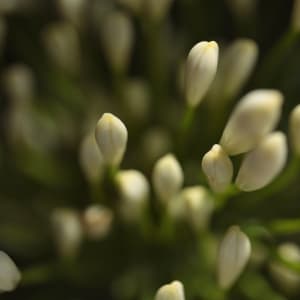 Nicolas Pittman, Untitled, 2013