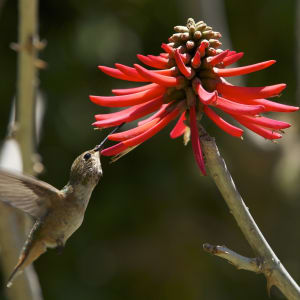 Nicolas Pittman, Untitled, 2013