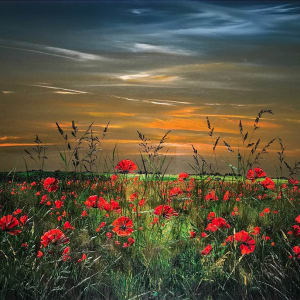 Kimberley Harris, Poppy Field, 2019