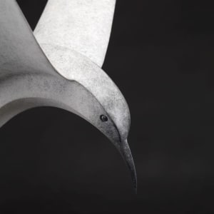 Paul Harvey, Tern Diving