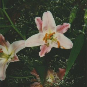 Nobuyoshi Araki, polaroid