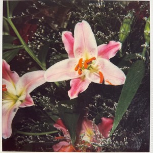 Nobuyoshi Araki, polaroid