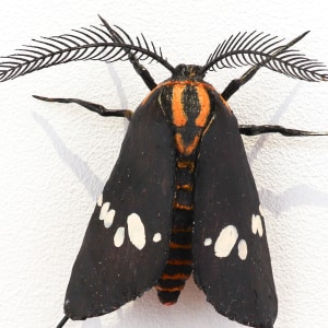 Elizabeth Thomson, Moth #36, 2020