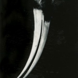 Fiona Pardington, Huia Architecture Diptych, 2006
