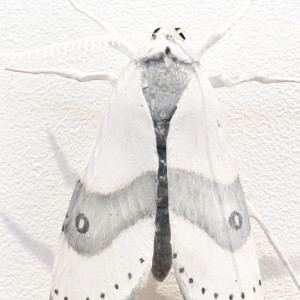 Elizabeth Thomson, Moth #33, 2020