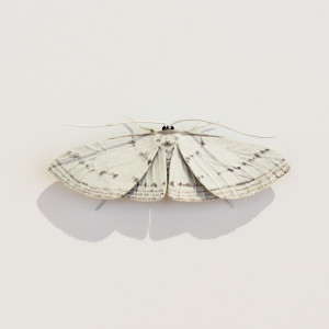 Elizabeth Thomson, Moth #19, 2020