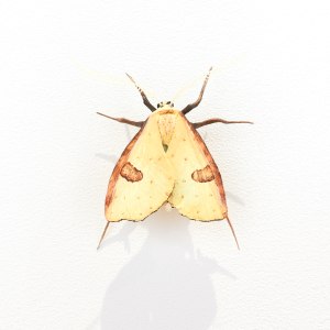 Elizabeth Thomson, Moth #30, 2020