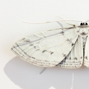 Elizabeth Thomson, Moth #19, 2020