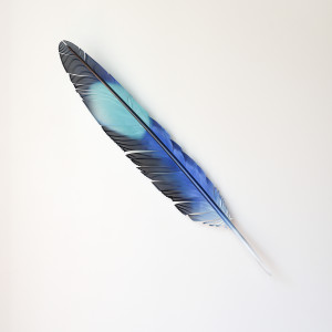 Neil Dawson, Kōtare Wing Feather, 2020