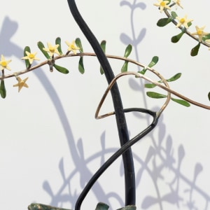 Bing Dawe, Flourish, 2025