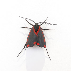 Elizabeth Thomson, Moth #39, 2020