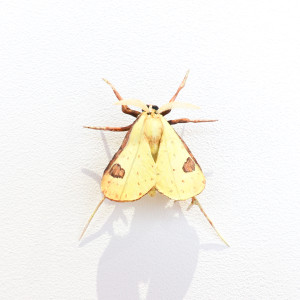 Elizabeth Thomson, Moth #35, 2020