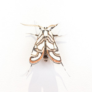 Elizabeth Thomson, Moth #32, 2020