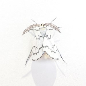 Elizabeth Thomson, Moth #31, 2020