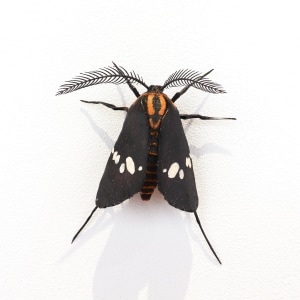 Elizabeth Thomson, Moth #36, 2020