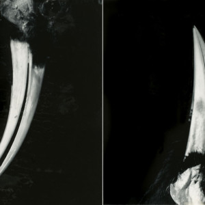 Fiona Pardington, Huia Architecture Diptych, 2006
