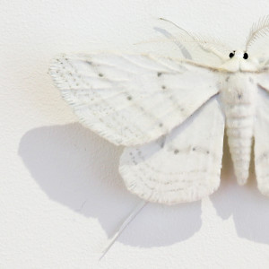 Elizabeth Thomson, Moth #14, 2020