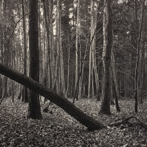 Jon Goodman, Chou d'Hadley // Leaning Tree // L'incendie du Chateau de La Sarraz, 1985 - 2002