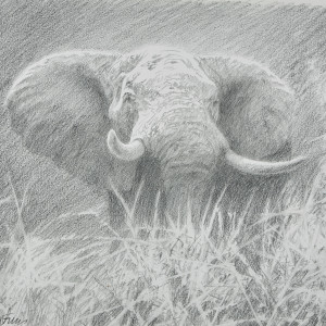 Paul Augustinus, Bull Elephant