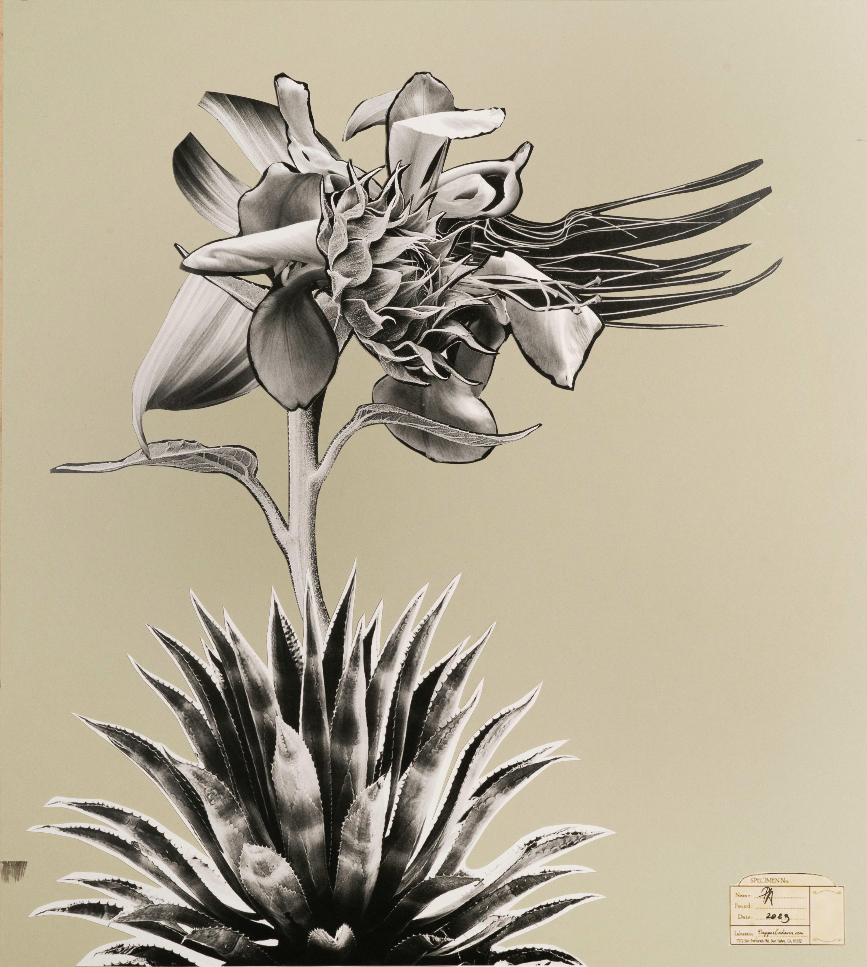 The Dreaming Flowers