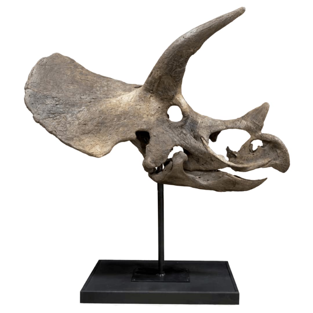 Natural History, Bisected Triceratops Skull