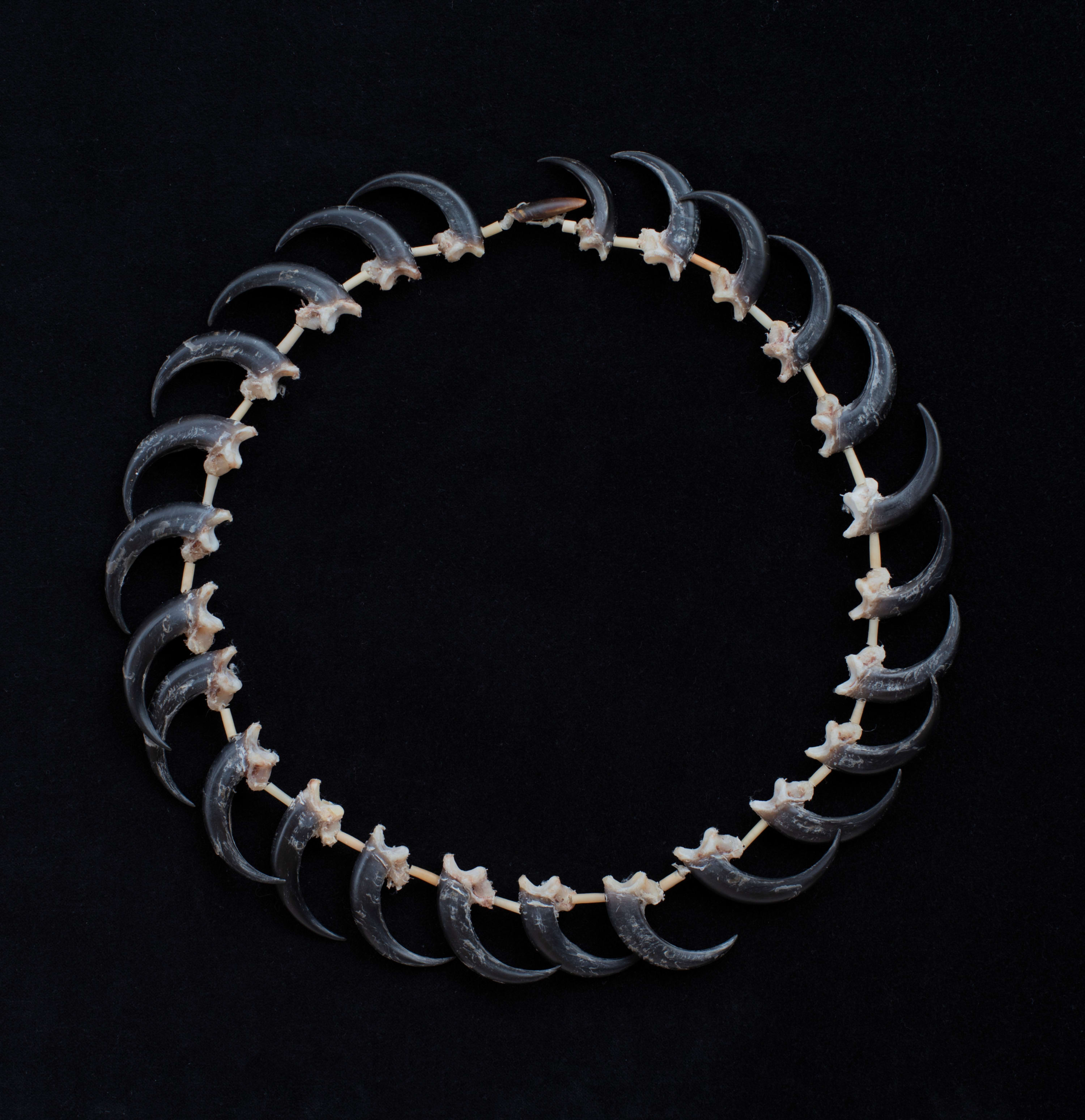 Aunty Jeanette James kurina (eaglehawk), 2023 wedge-tail eagle claws, echidna quills and echidna claw on kangaroo sinew 72cm (overall length)...