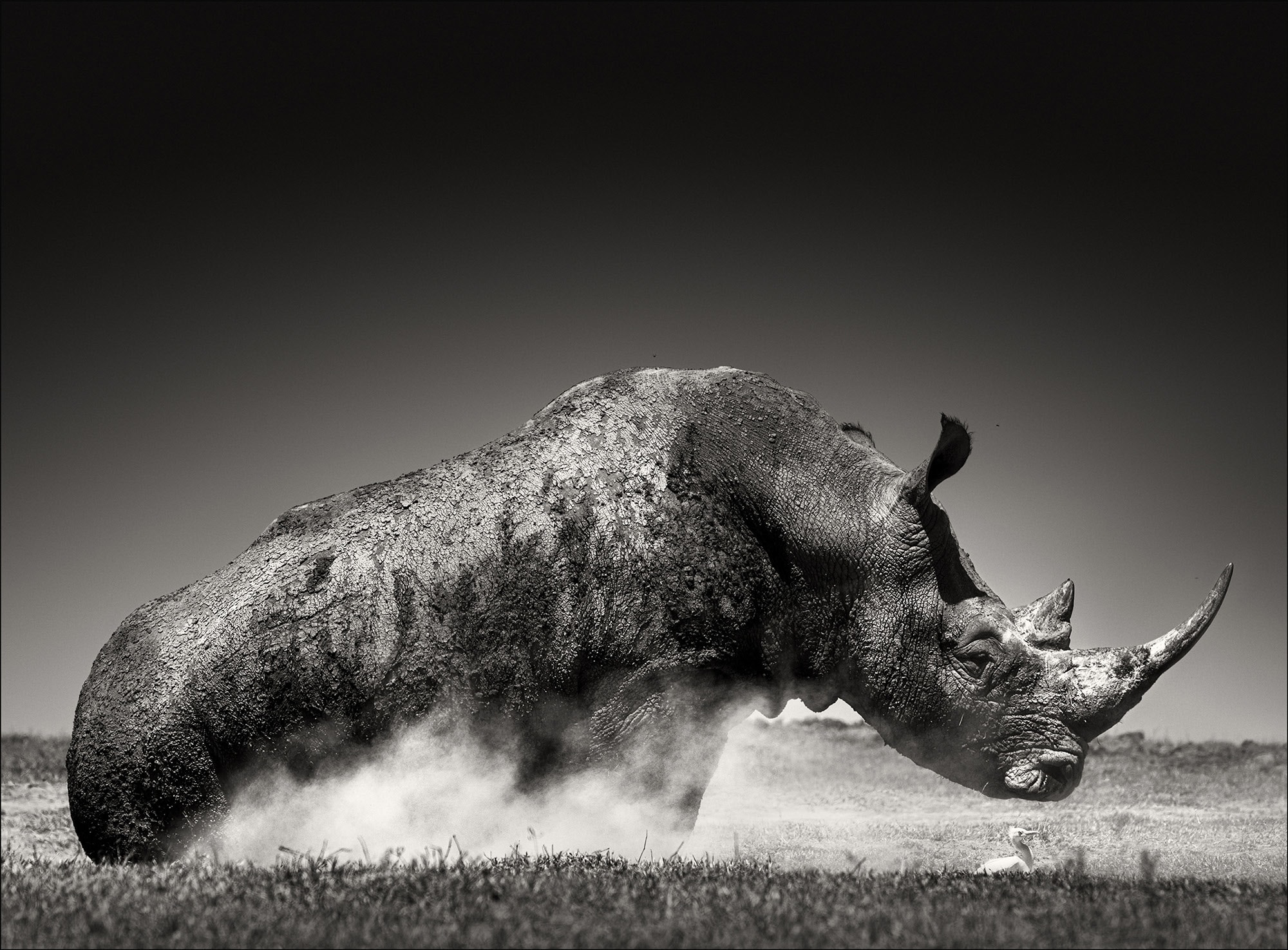 Joachim Schmeisser, Rise, 2019