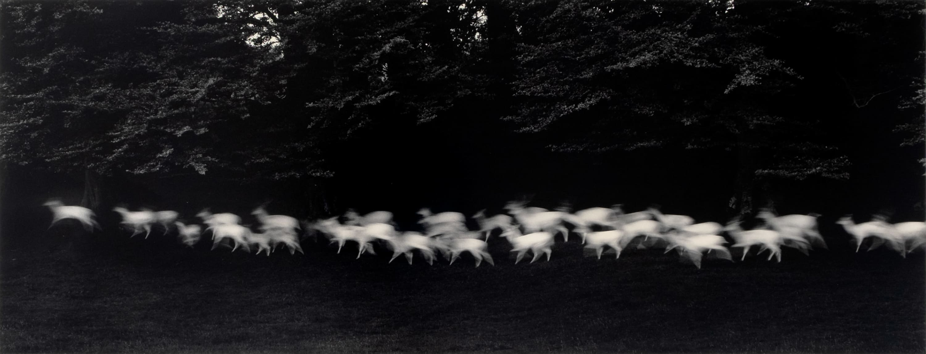 Paul Caponigro, Running White Deer, County Wicklow, Ireland, 1967