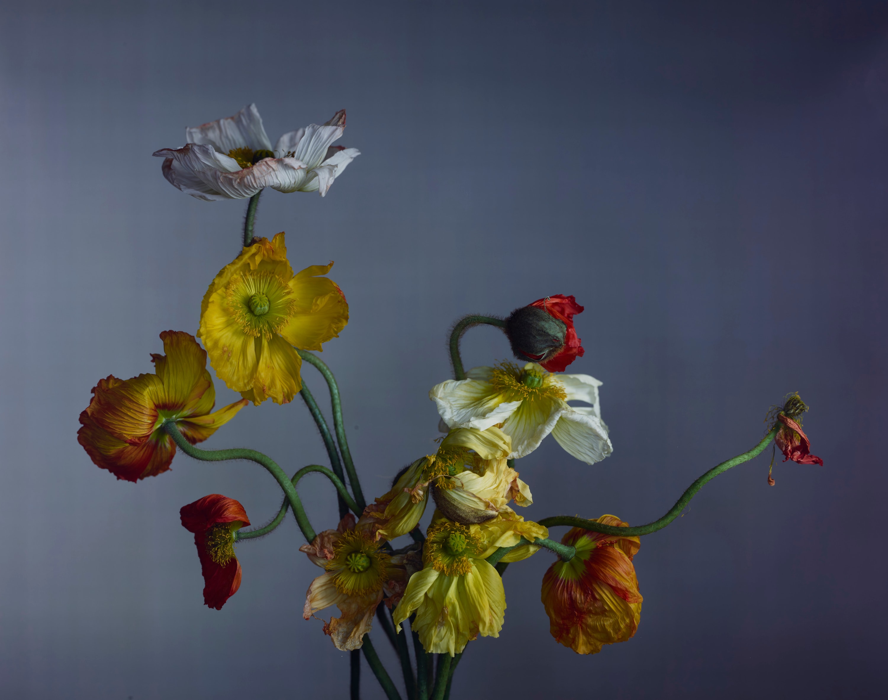 Richard Learoyd, Poppies, 2022