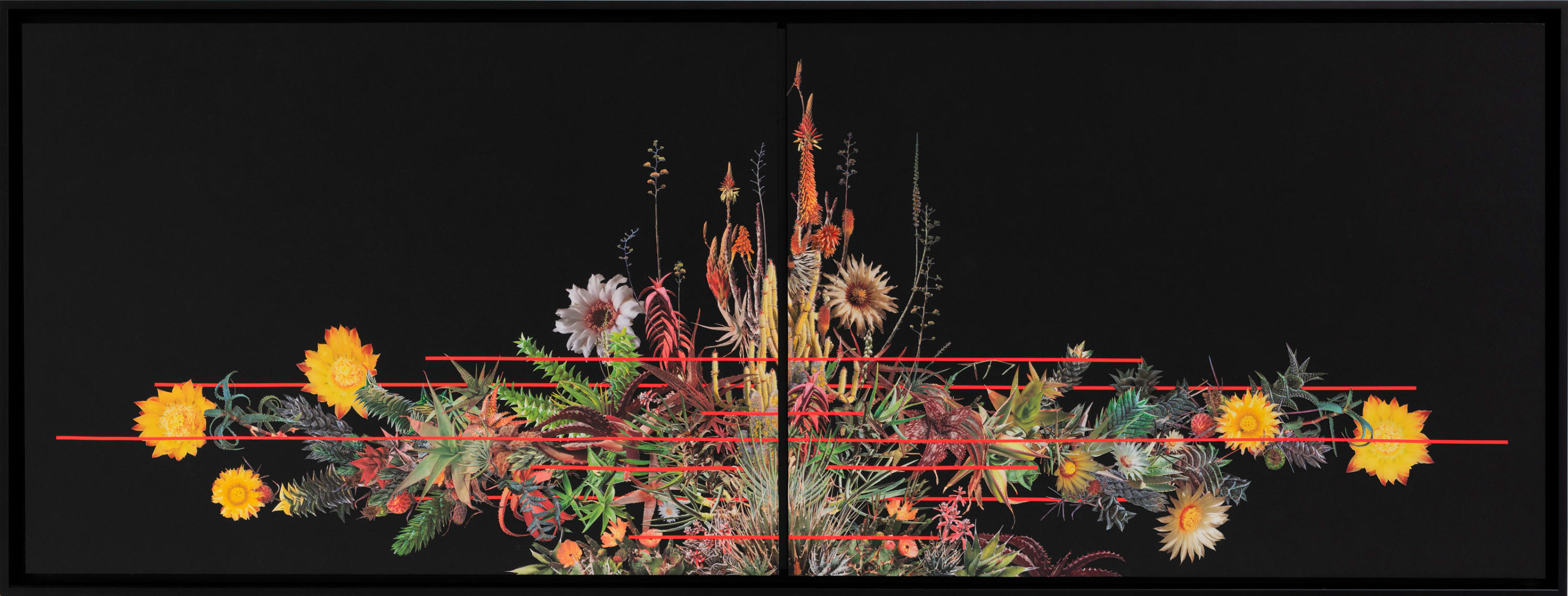Stephen Eichhorn, Aloe Agave Aloe Bloom, 2025