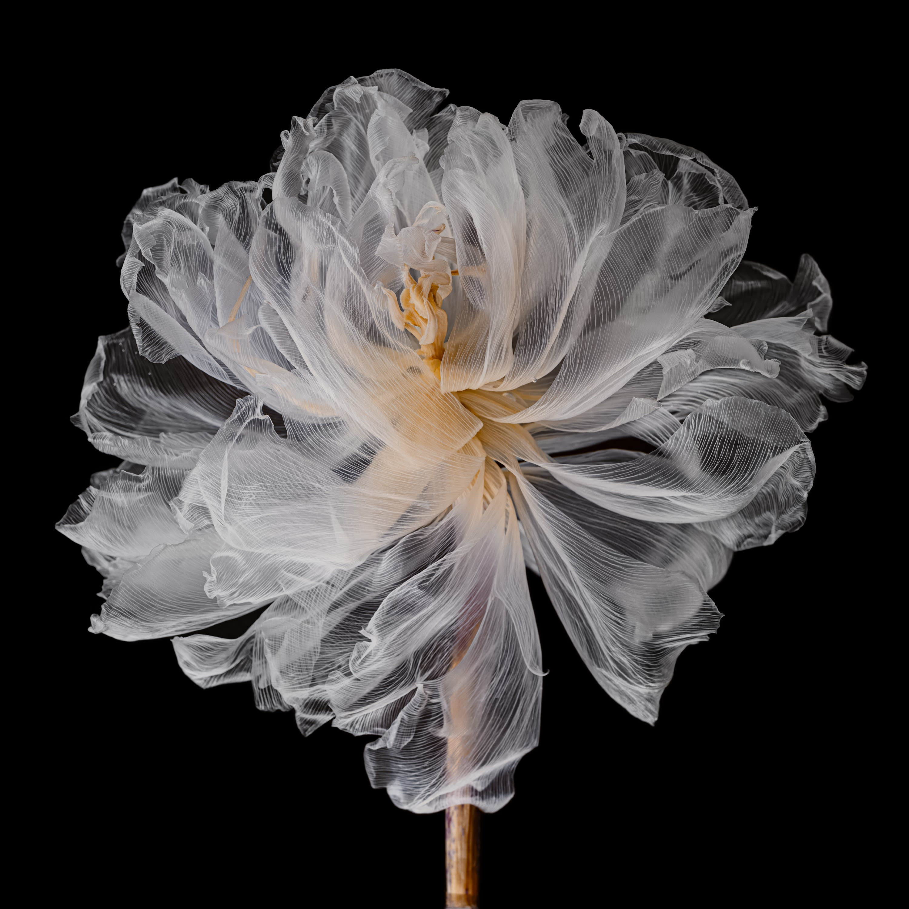 Fairies I / 9, 2025 Archival Pigment Print on Hahnemuehle Photo Rag Ultra Smooth Available in Two Sizes