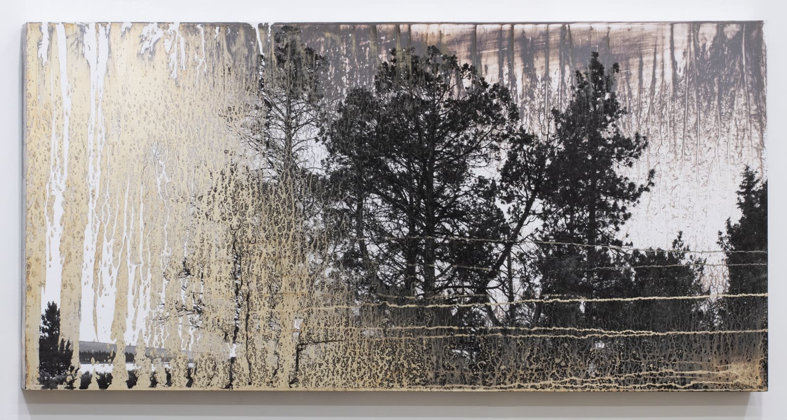 AgXSB2040 (San Bernardino Forest), 2023 Silver on Silver Gelatin Print Mounted on Aluminum 20' x 39 3/4' x 1 3/4'...