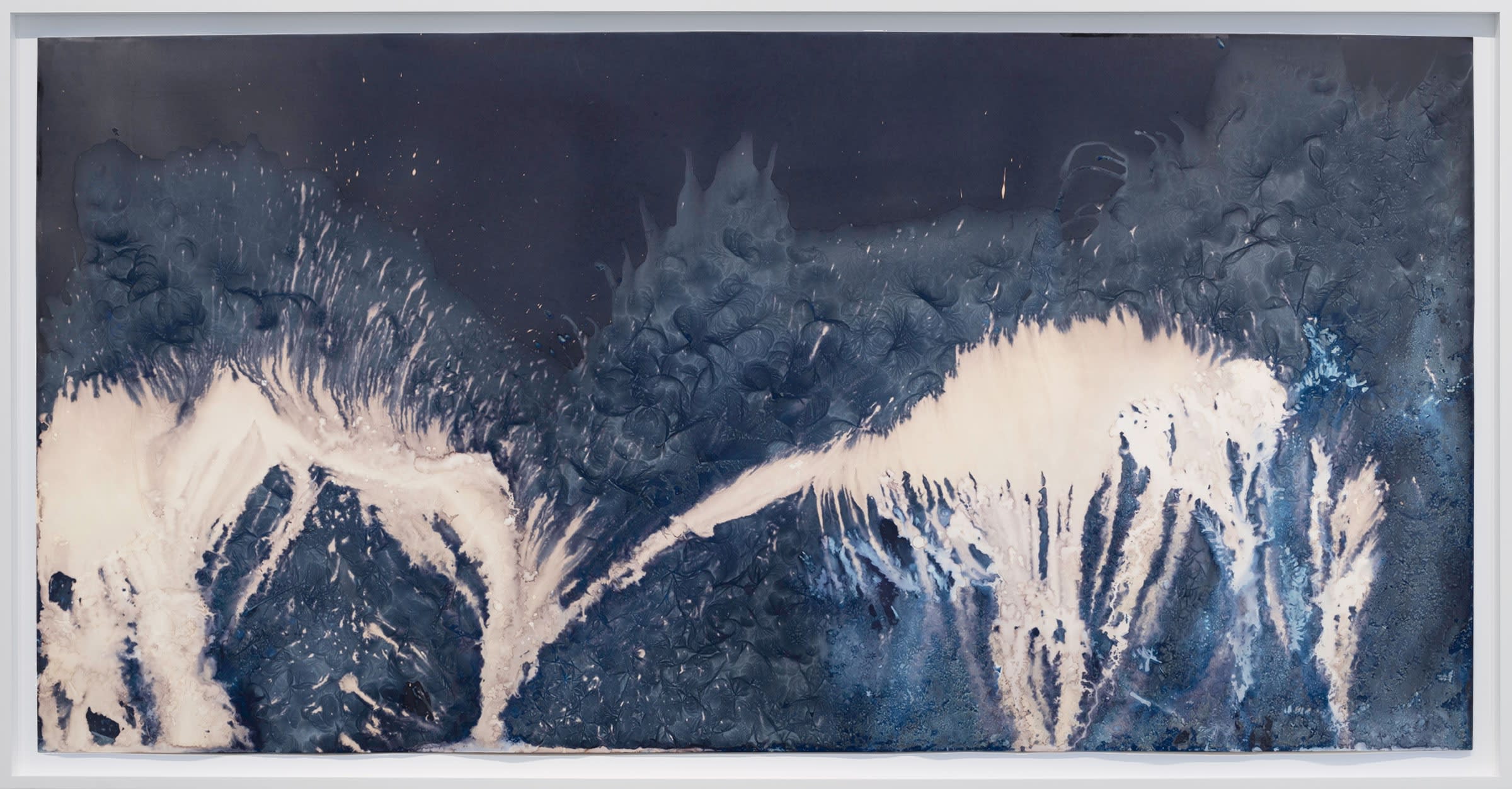 Meghann Riepenhoff Day 49: cyanotype + soda ash + windfall fir branch + lake water + dusting of snow, 2024...
