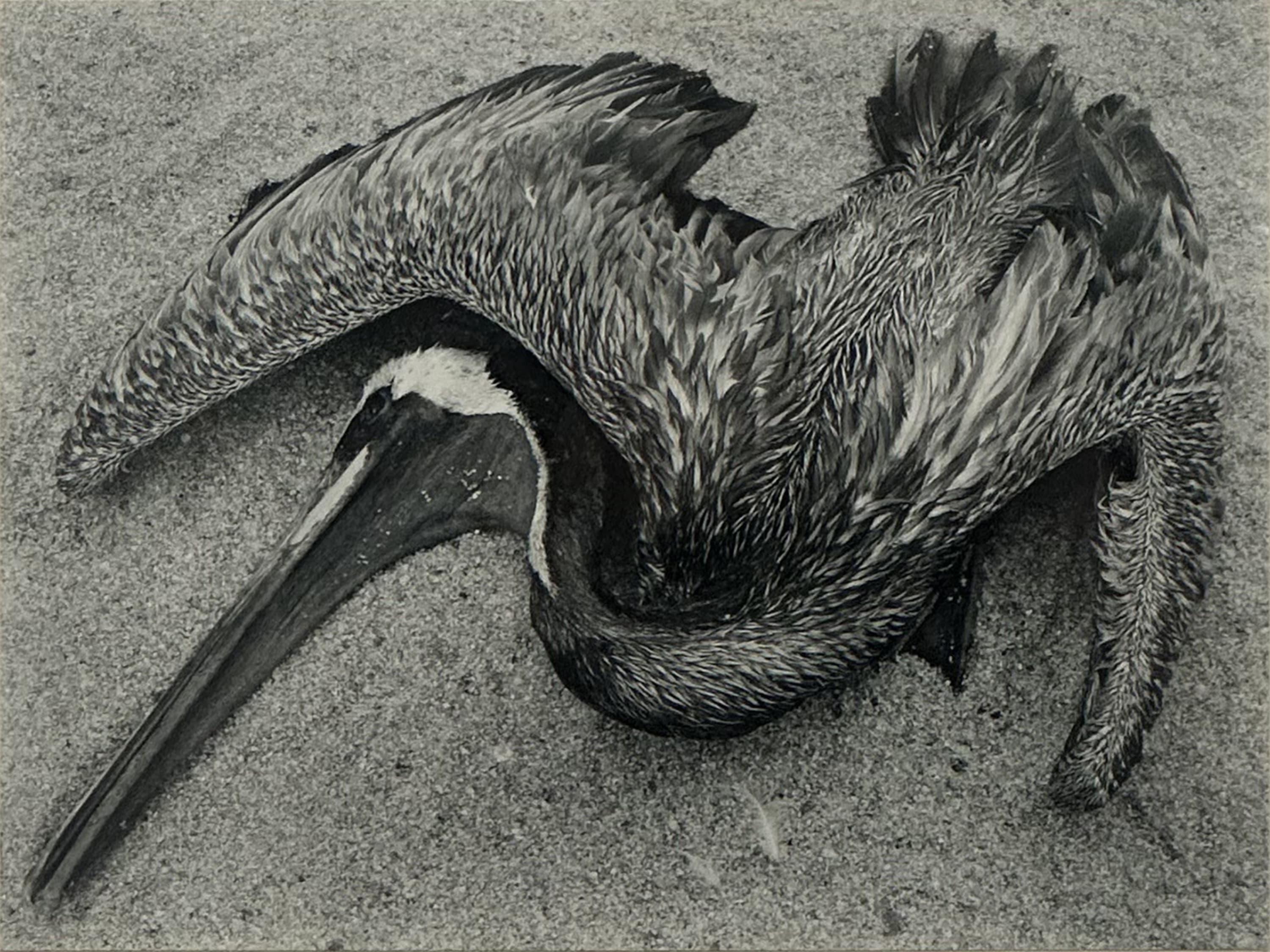 Edward Weston (1886-1958) Dead Pelican, Point Lobos, 1942 Vintage gelatin silver print, printed c. 1942 Mounted, signed, and dated on...