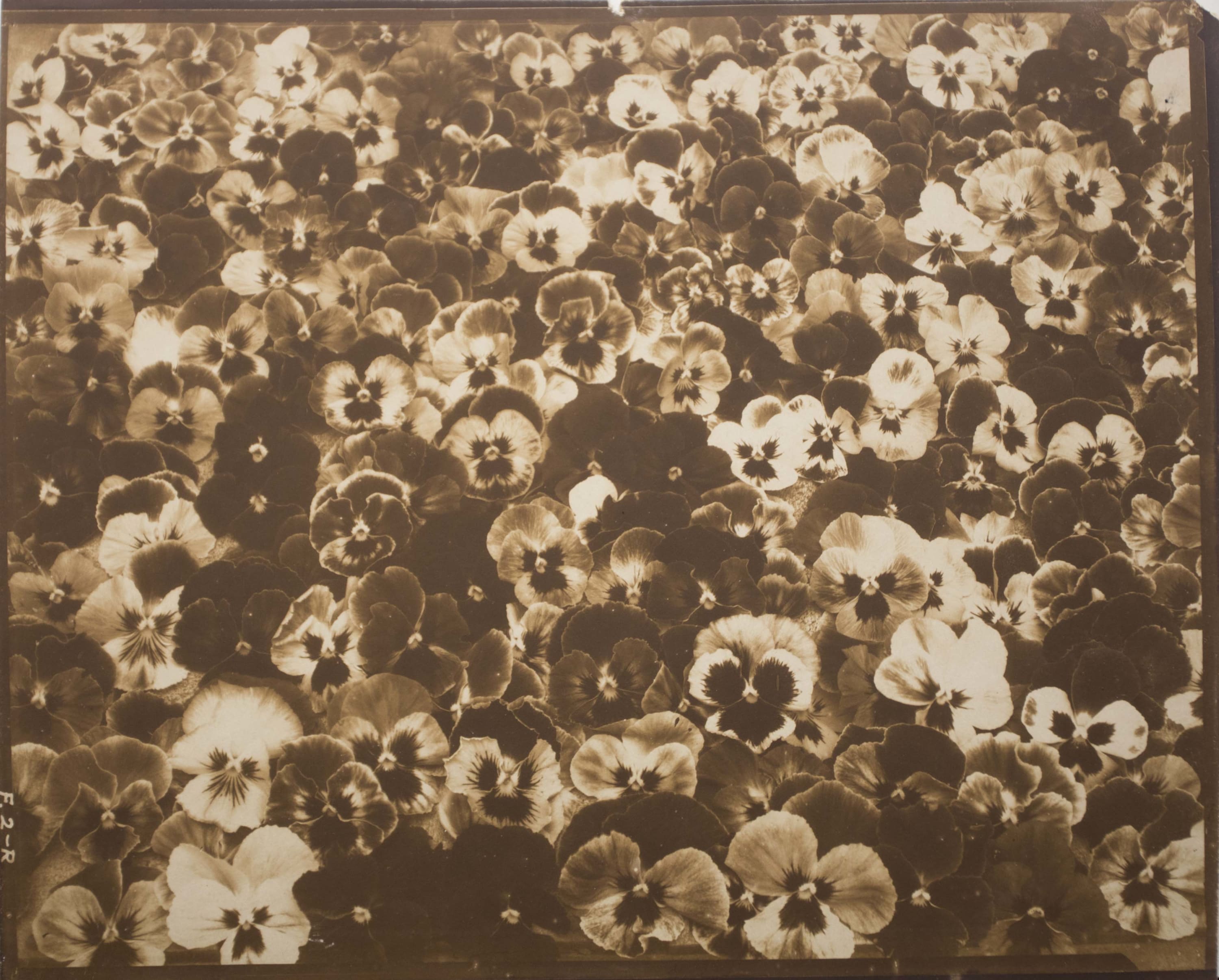 Edward Steichen (1879-1973) Friends, Romans and Countrymen, 1920 Palladium print, printed c. 1920 Titled on verso 8 x 9 7/8...