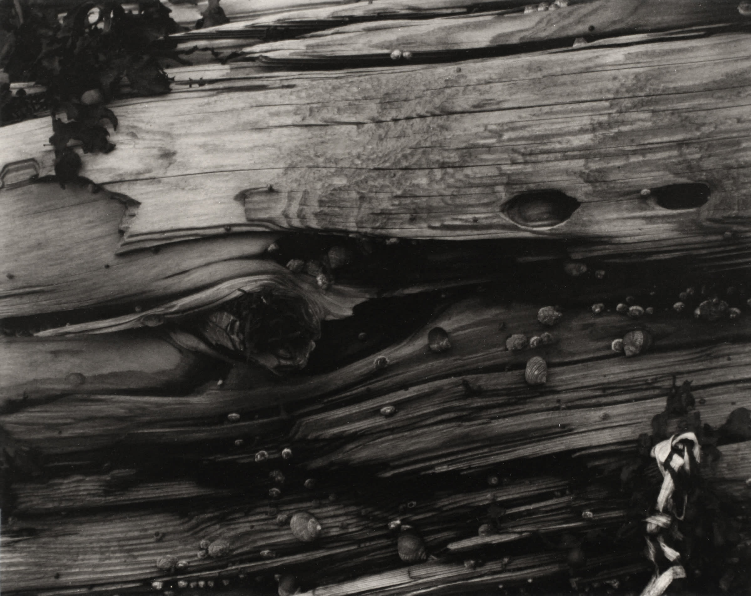 Paul Strand (1890-1976) Driftwood #3, Maine, 1928 Waxed platinum print mounted to board, printed c. 1928 Signed on recto 7...