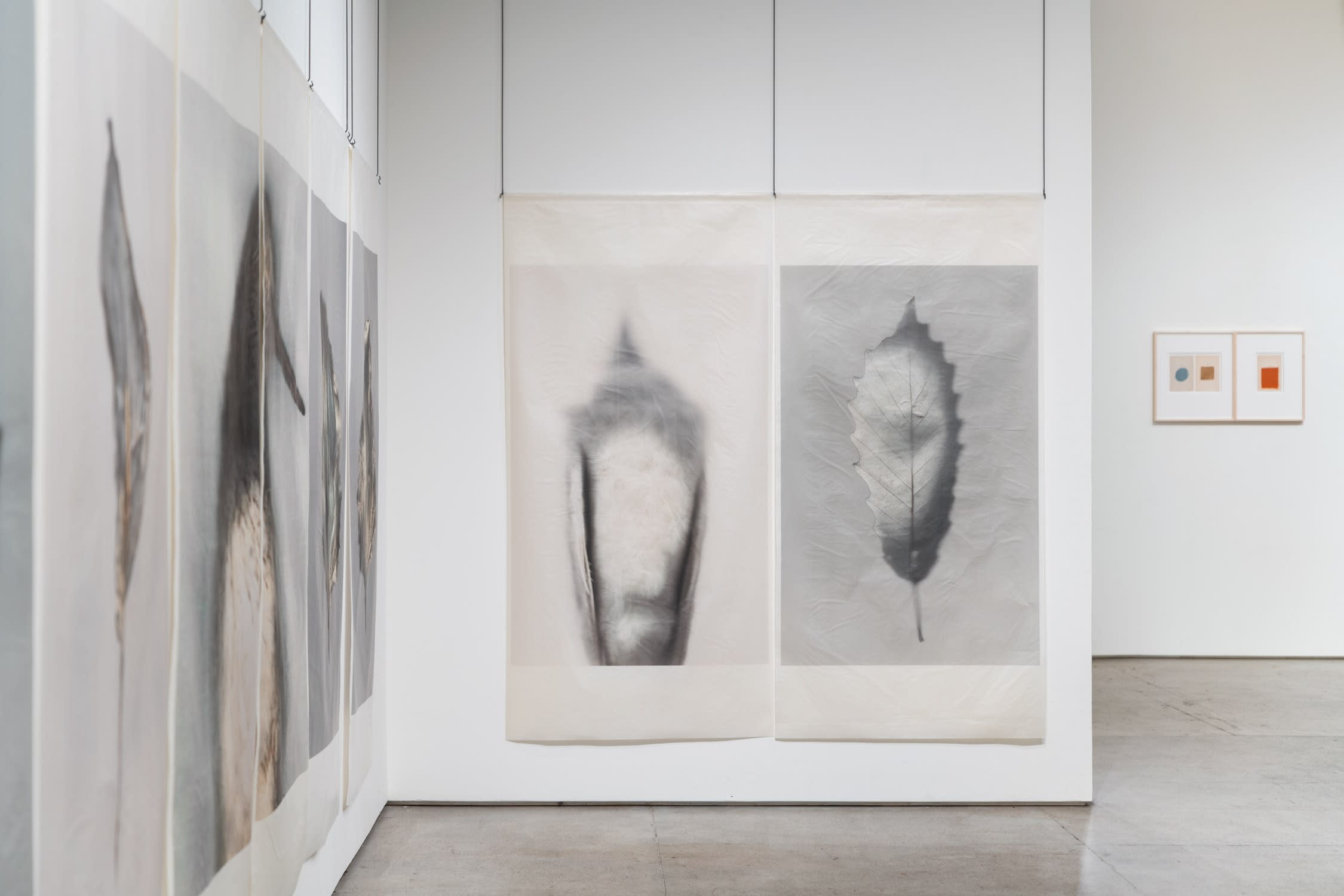 Ann Hamilton sense · study skin of an albino American crow, 2022 and sense · chinquapin oak, 2022 (installation view)...