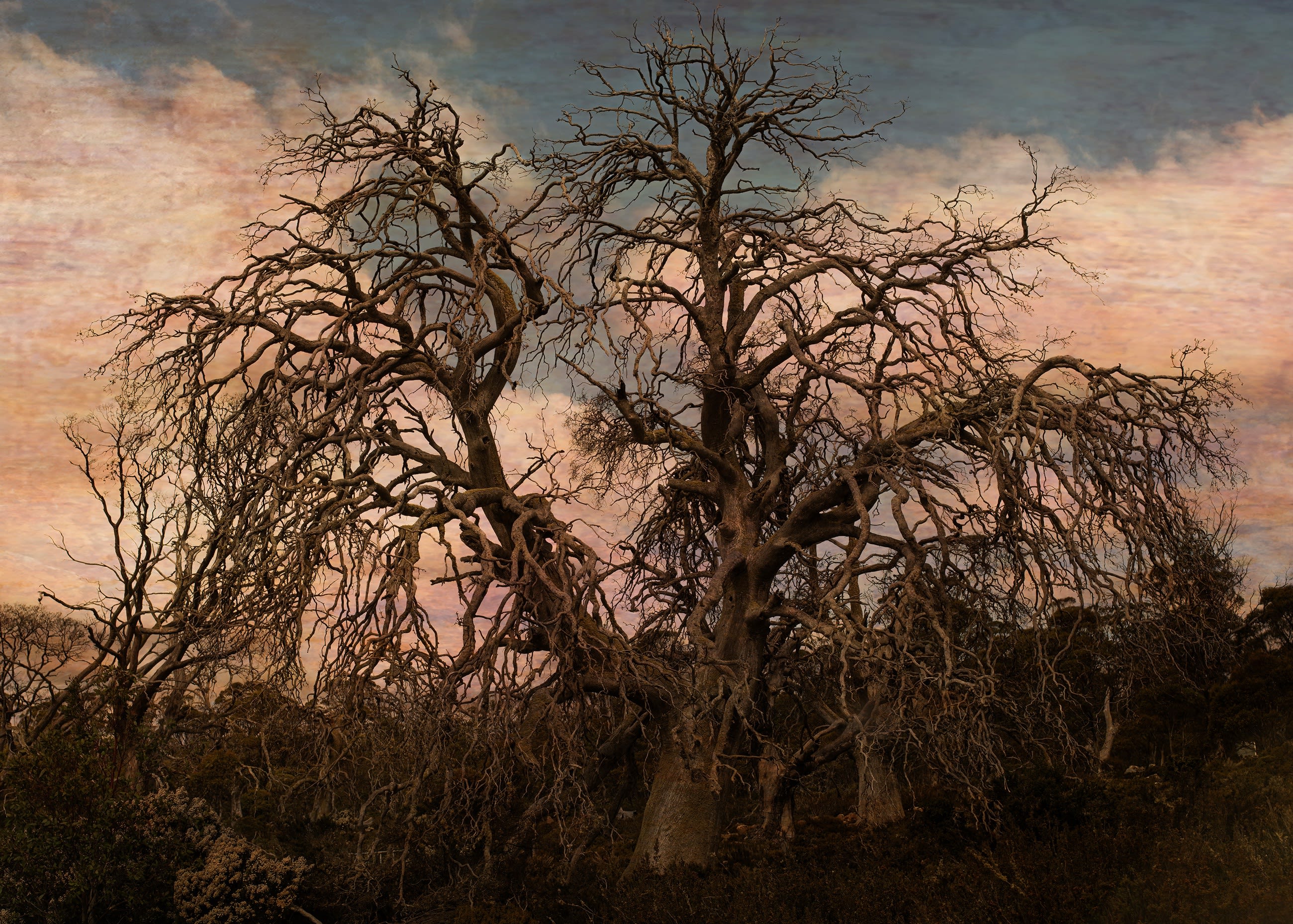 'Stone Tides Weeping Trees' is a visual and poetic response to the Miena Cider Gums of Tasmania's central highland plateau...