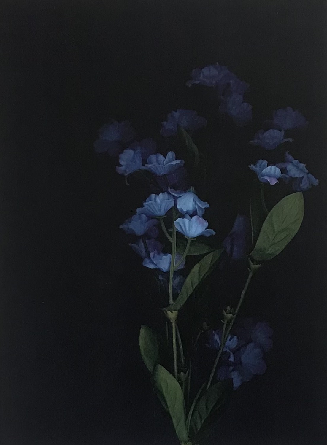 Spirit Portraits III 10 x 8', Photocopy, 2013