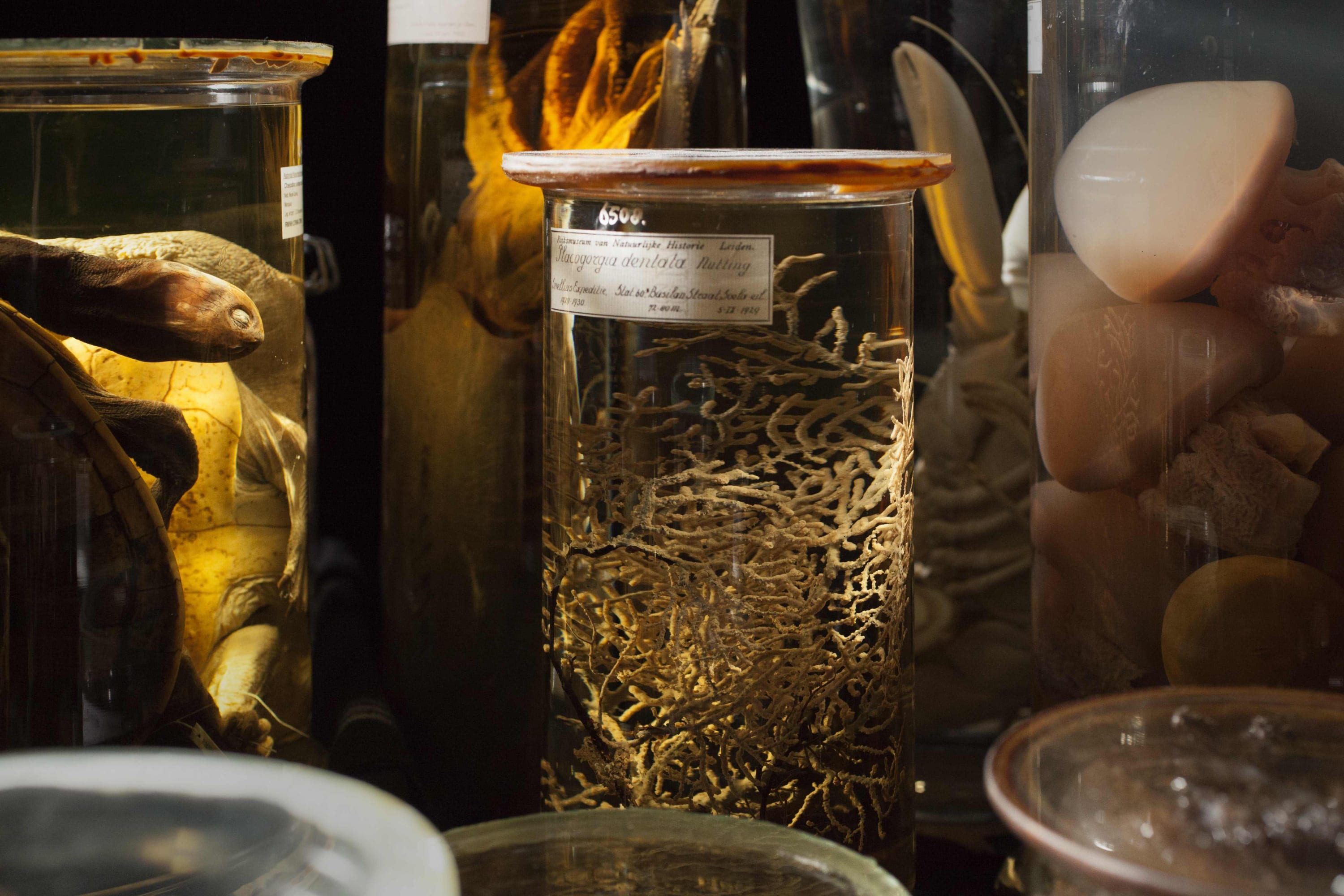 Fiona Tan, Depot, 2015