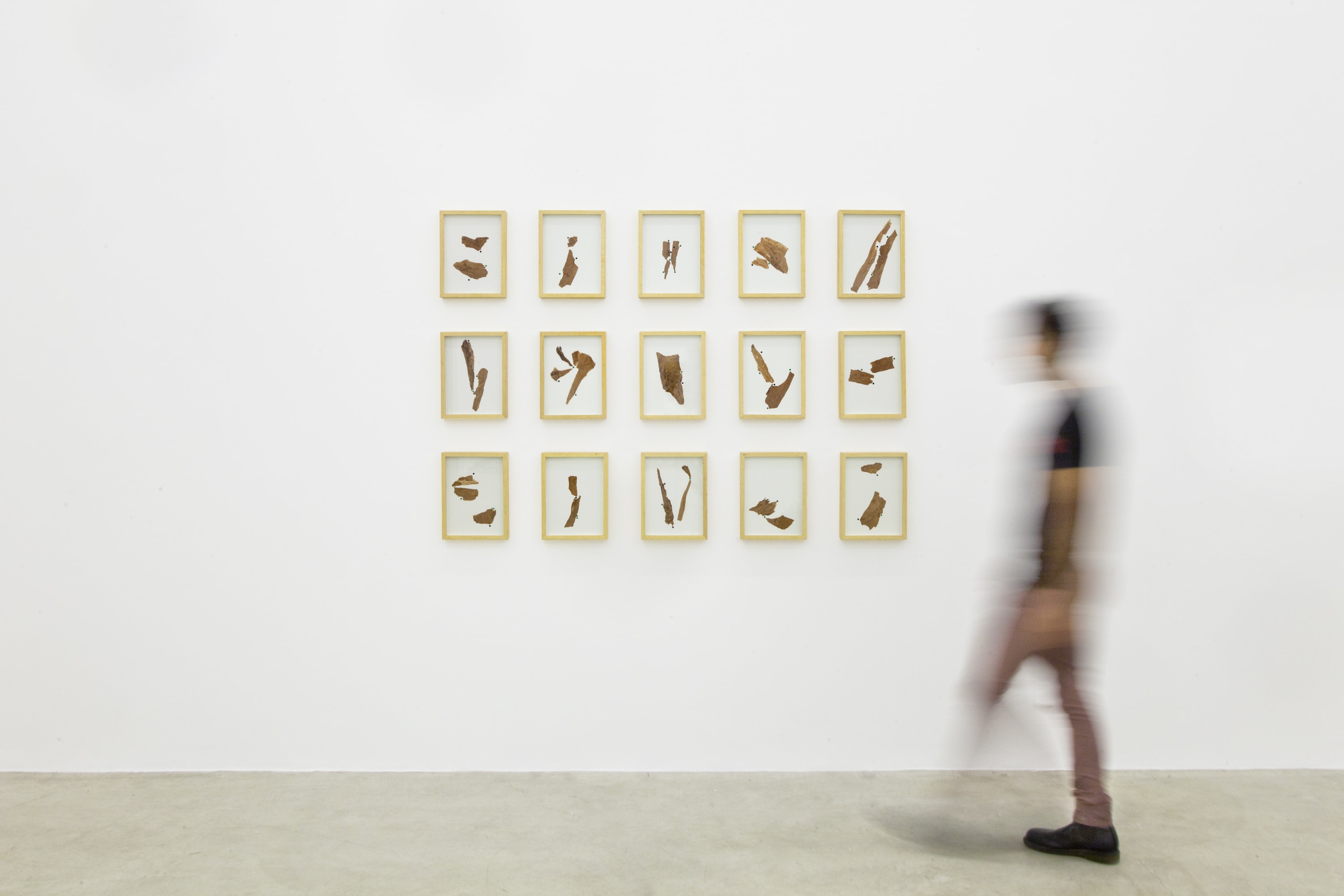 Laura Belém Transmutação, 2018 Conjunto de 15 colagens utilizando casca da árvore Campomanesia guazumifolia (nome popular 'sete-casacas') e confetes de...
