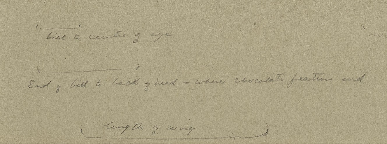 Archibald Thorburn’s studies offer an alternative perspective on the use of watercolour and gouache. Rather than an impression of a...