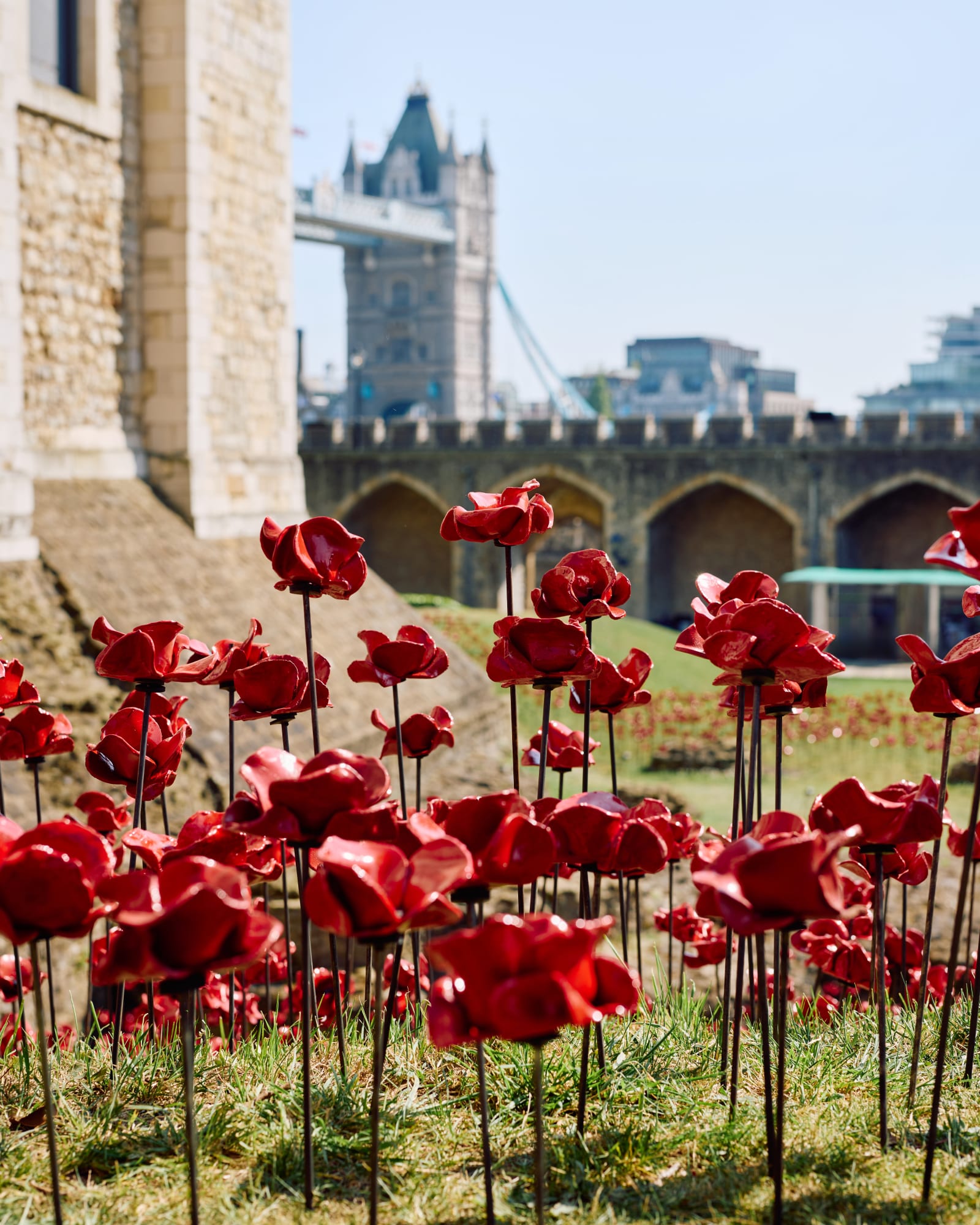 Paul Cummins’ Poppies Return to the Tower of London Tower of London Unveils New Commemorative Installation