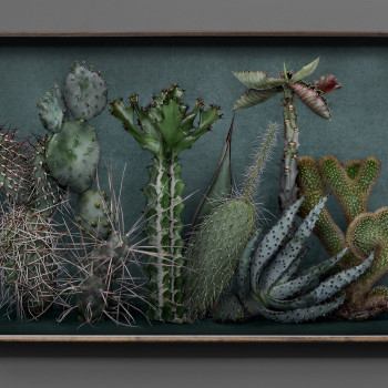 Mario Testino: South Americana - Cacti