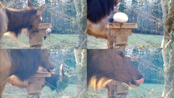 Malia Jensen, Nearer Nature: Worth Your Salt, 2020