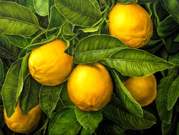 Jérémie Cosimi, Dans ton jardin, 2025