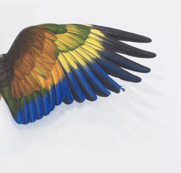 Elizabeth Butterworth  Wing of Guilding's Amazon II, 2018  Gouache on paper  38 x 40 cm  Signed verso