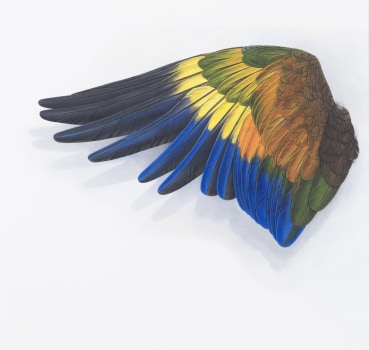 Elizabeth Butterworth  Wing of Guilding's Amazon I, 2018  Gouache on paper  37 x 39 cm  Signed verso